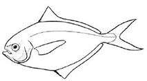 Familia Stromateidae.jpg